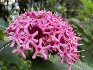 Closeup shot of a spiky plant