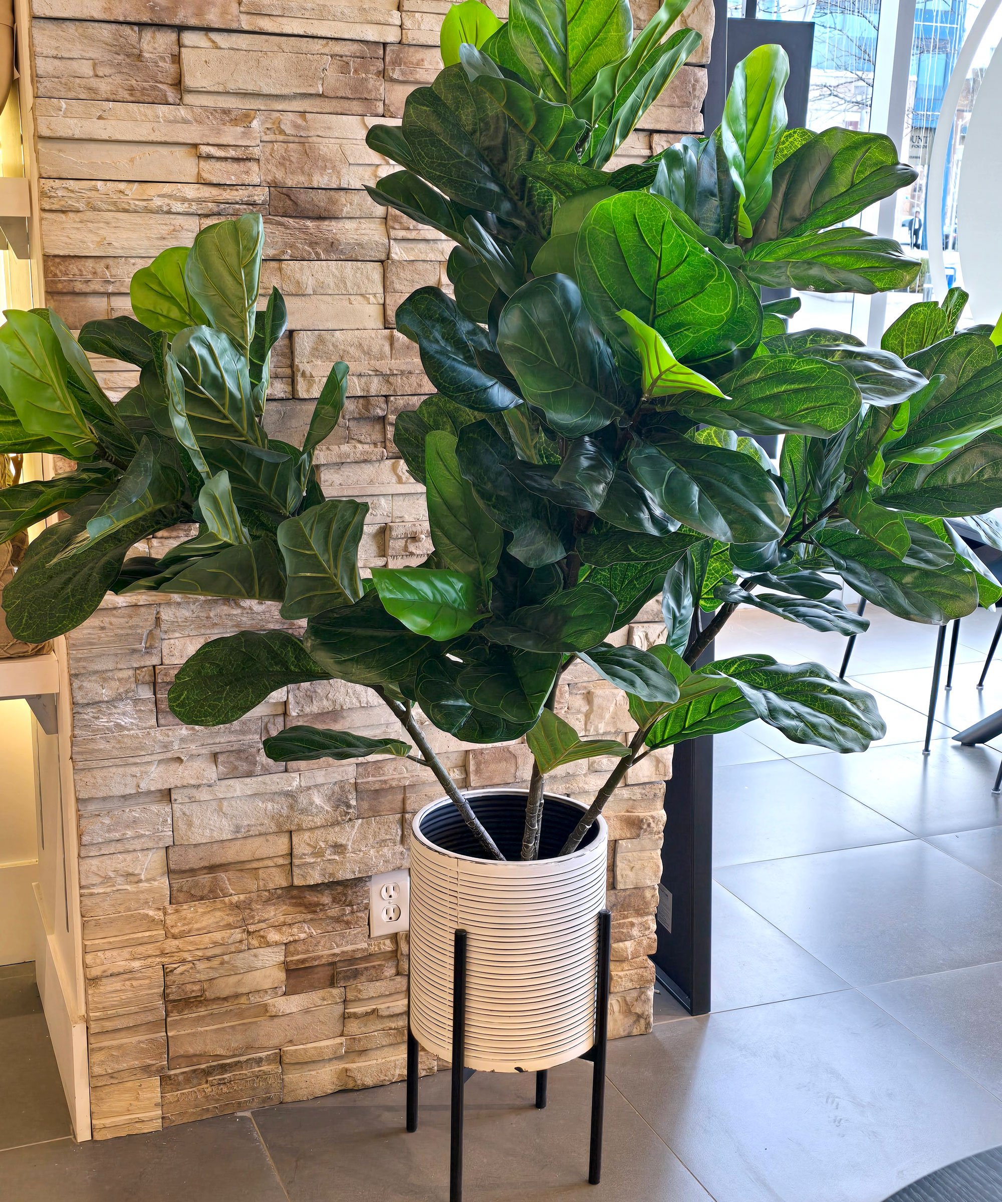large fiddle leaf fig plant in white pot against interior brick wall