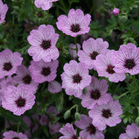 Geranium (Cinereum Group) ‘Ballerina’ at Waitrose Garden