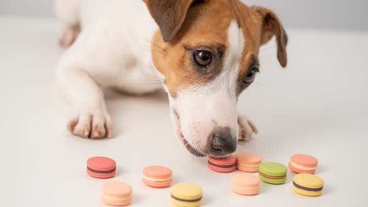 Can dogs eat almonds | PetsRadar