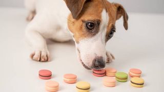 Can dogs eat almonds. A dog eating a macaroon