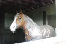 I-love-my-stable-e1466507388291.jpg