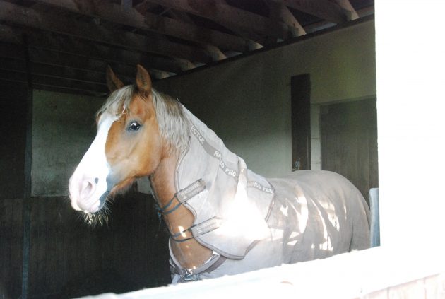 I-love-my-stable-e1466507388291.jpg