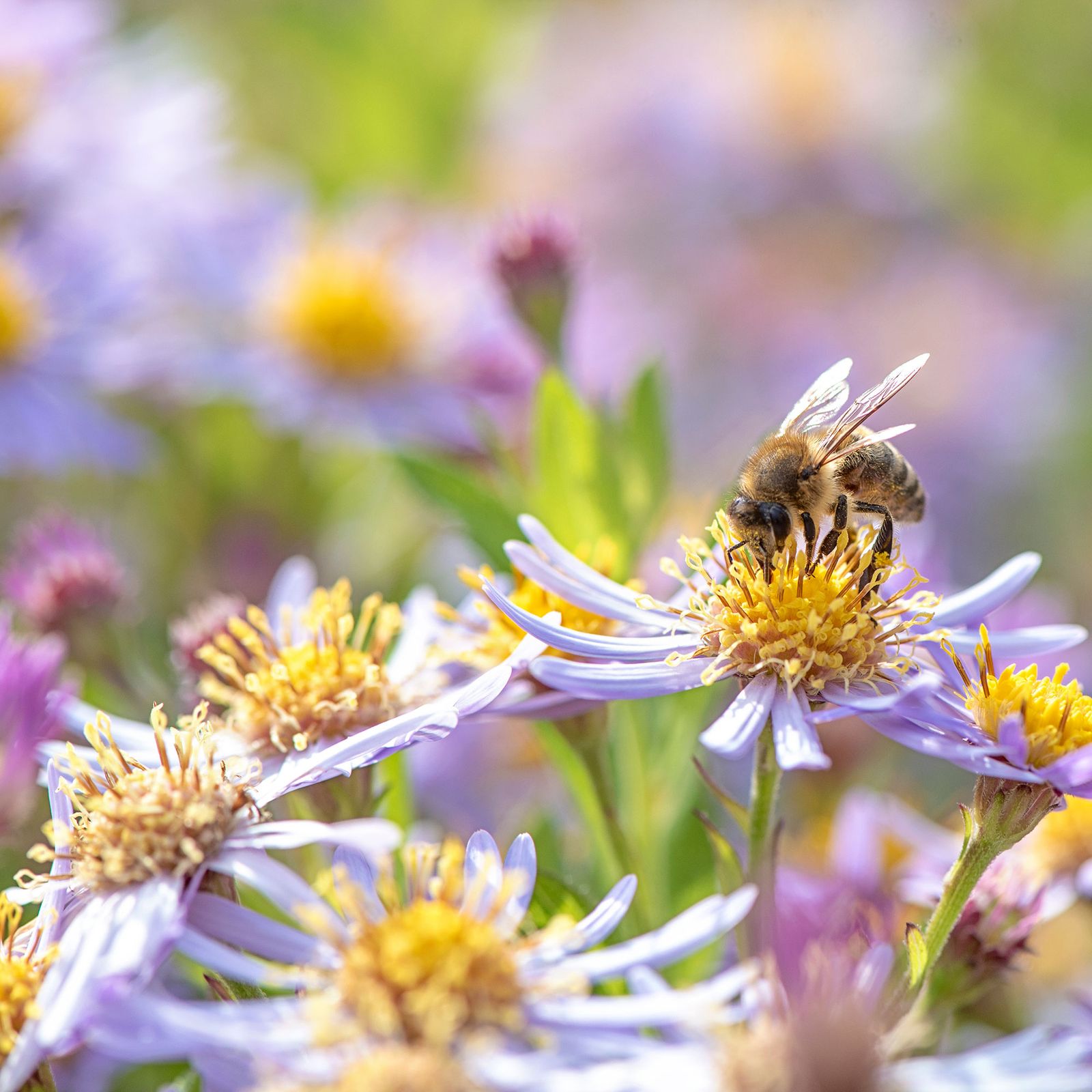 Kate Humble shares simple trick for welcoming wildlife into your garden ...