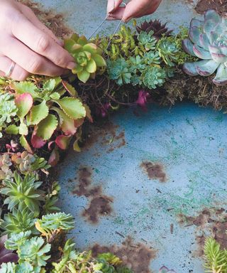 plants being added to a succulent wreath