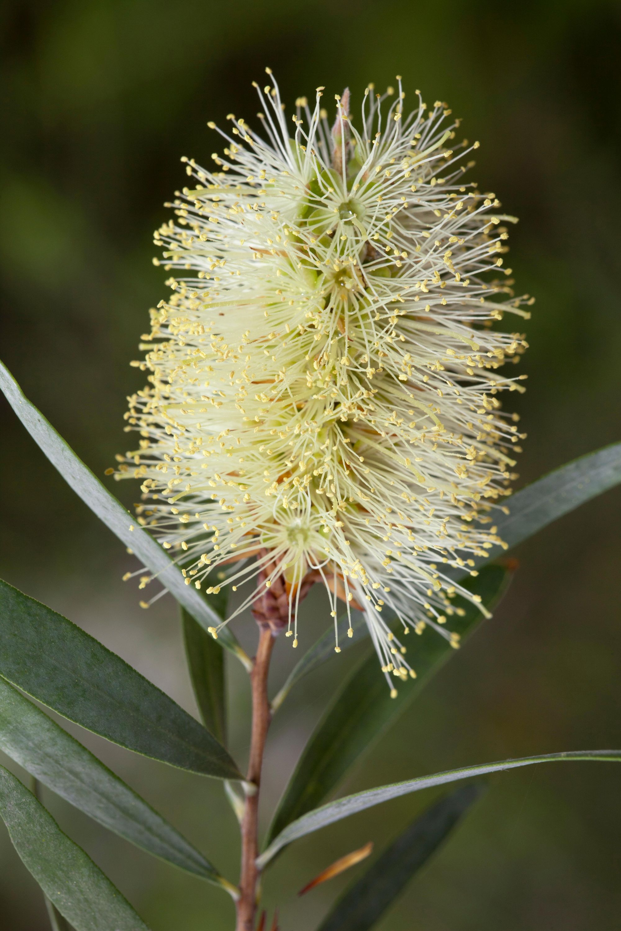 Bottlebrush