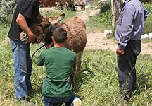 Donkey-vet-treatment.jpg