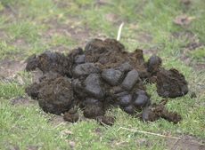 poo.jpg