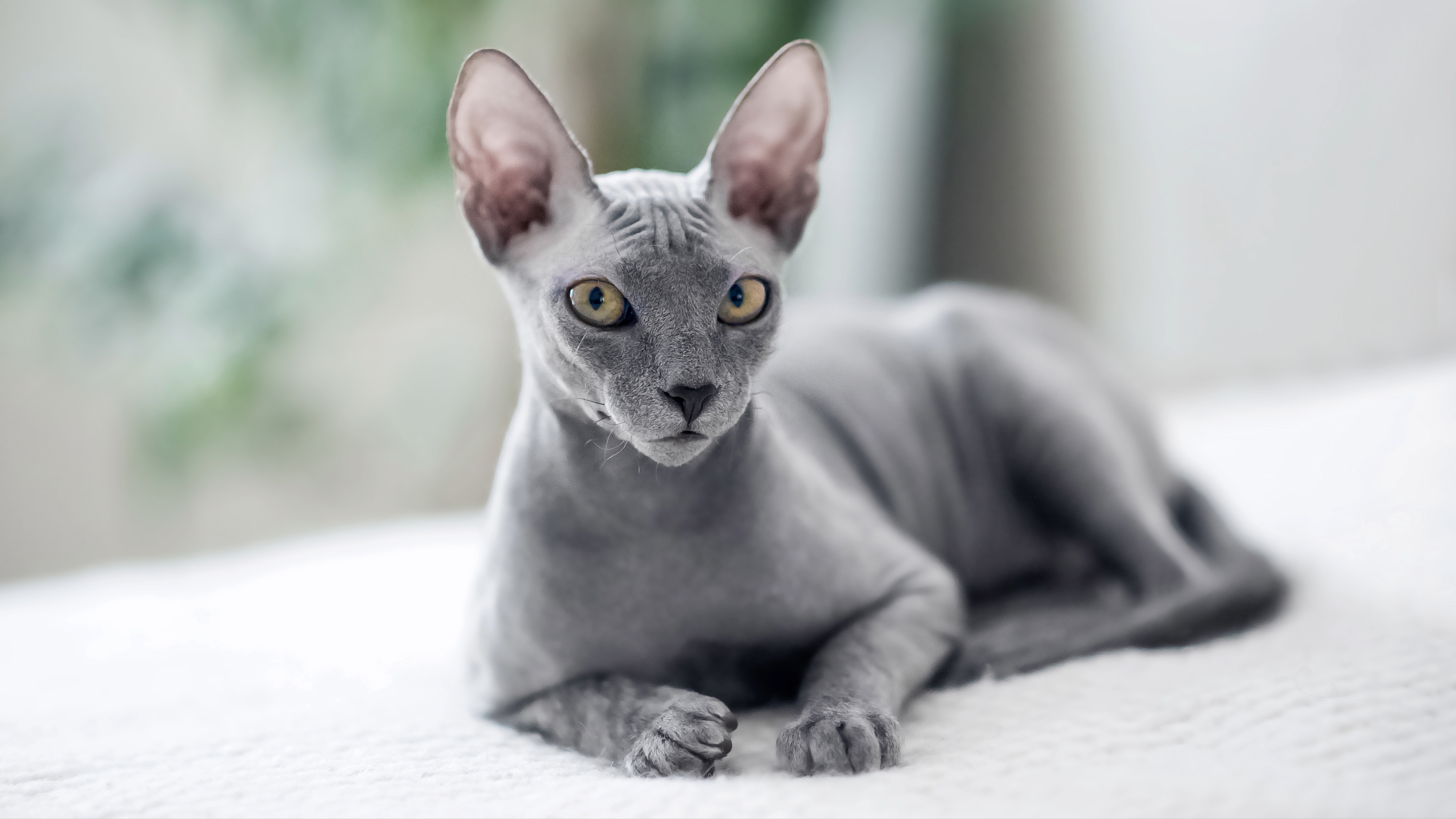 Sphynx cat