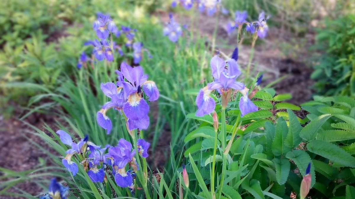 The bokeh effect hasn't come out very well: there's a very sharp area behind the flower to the right, and the areas with and without focus seem fairly random.