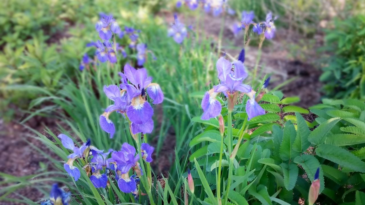 The bokeh effect hasn't come out very well: there's a very sharp area behind the flower to the right, and the areas with and without focus seem fairly random.