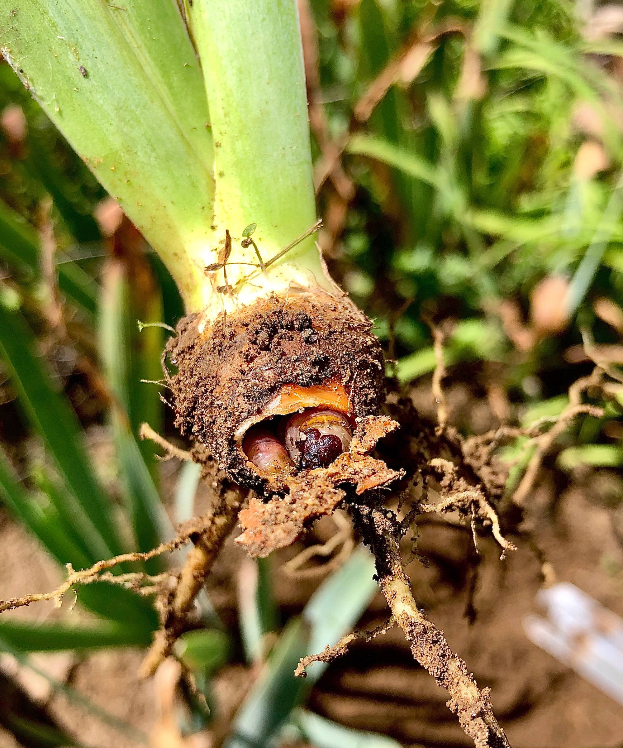 Iris borer in iris bulb