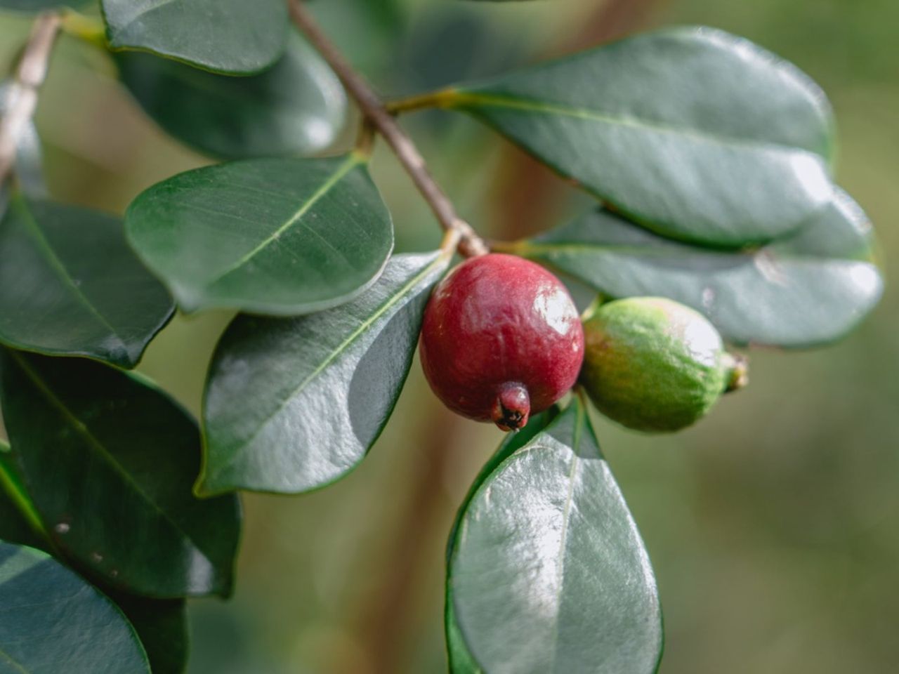 A Strawberry Guava Tree