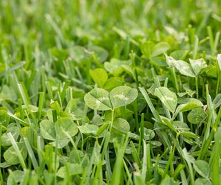 Close up of clover leaved growing among short mown grass