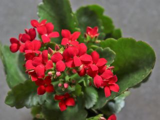 Kalanchoe 'Flaming Katy'