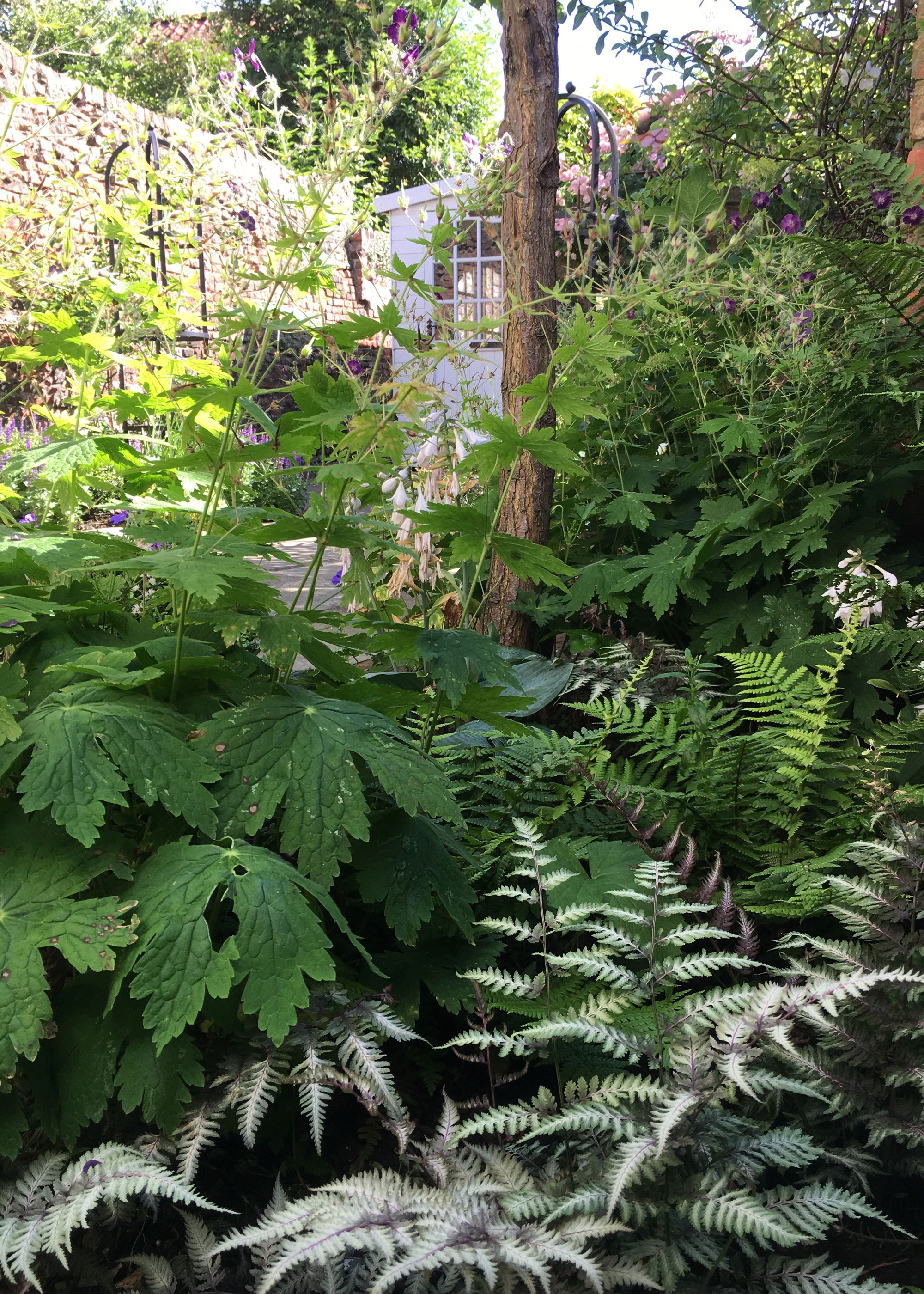 courtyard garden with ferns and other green leafy plants, with brick wall, garden shed and tree