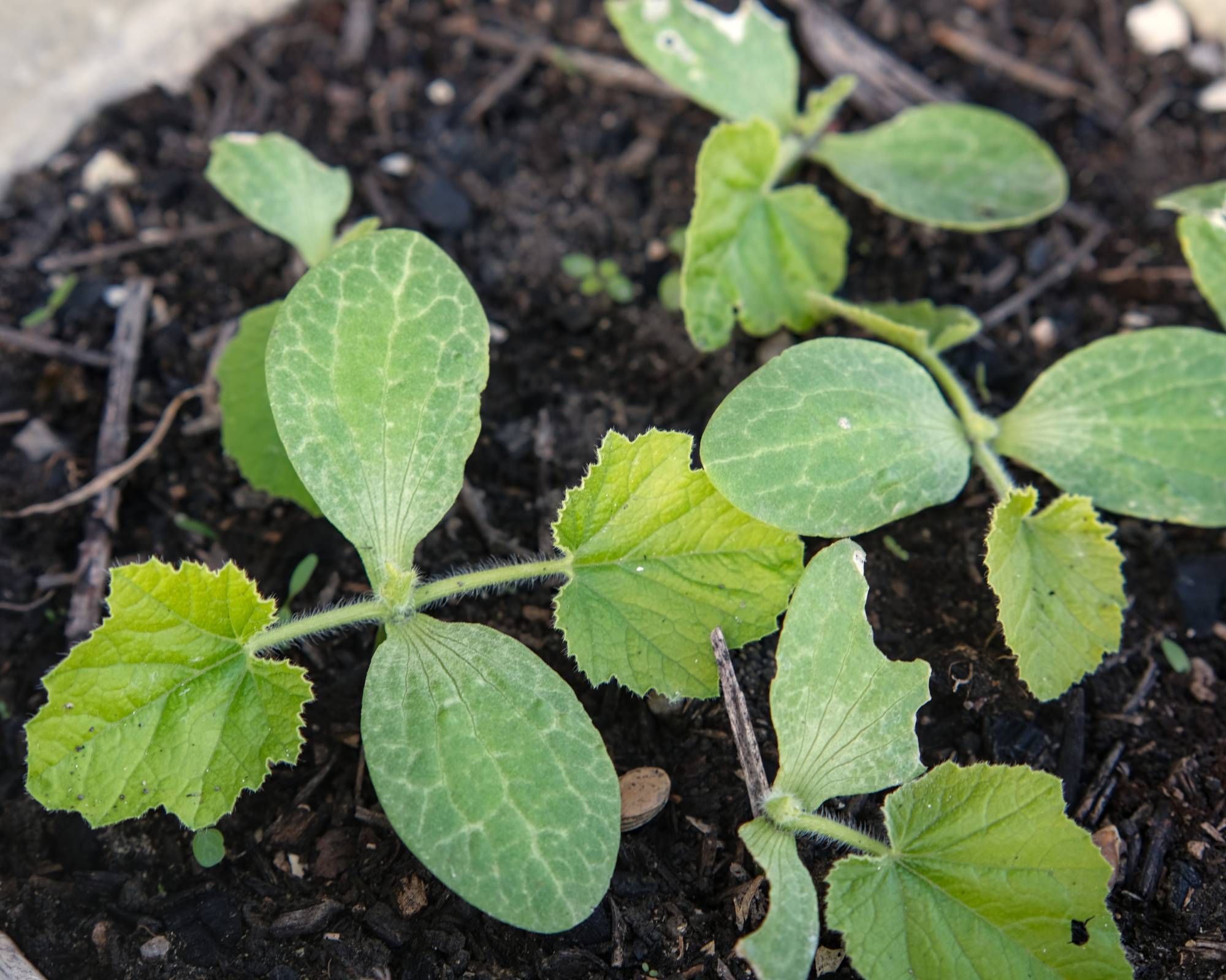 cotyledons on seedling