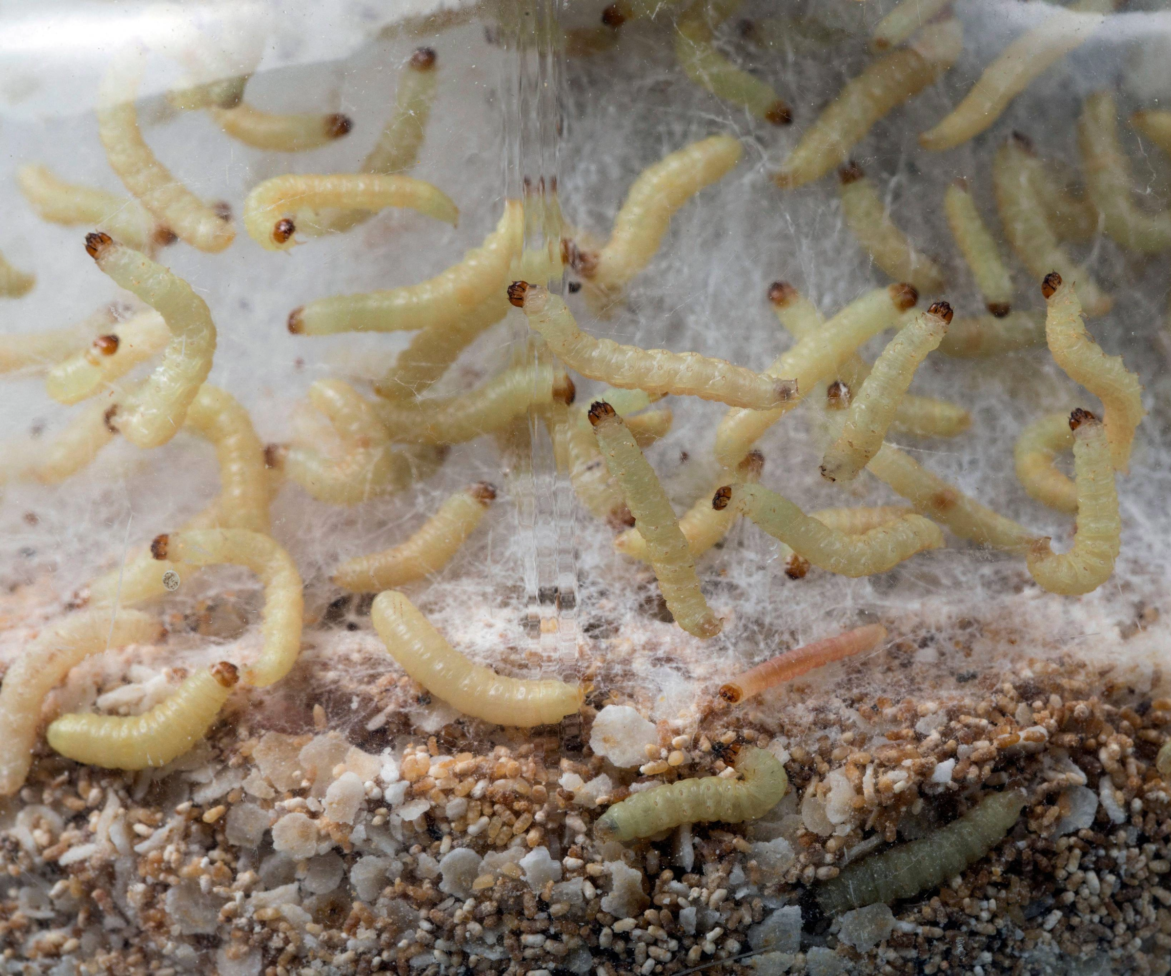 Pantry moth larvae in grains