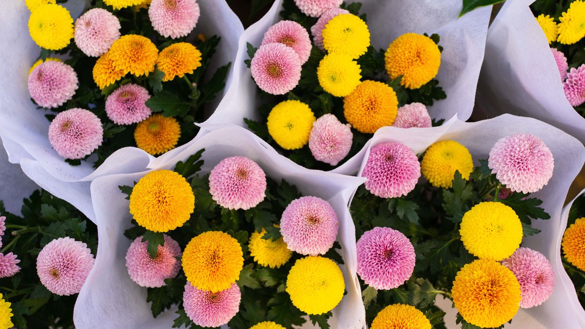 Cette fleur rétro fait son grand retour pour devenir un incontournable du jardin en 2022