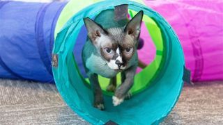 Thea the therapy cat emerging from a cat tunnel