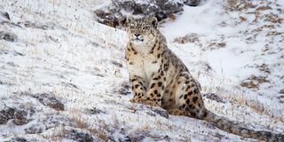 Born In China Snow Leopard