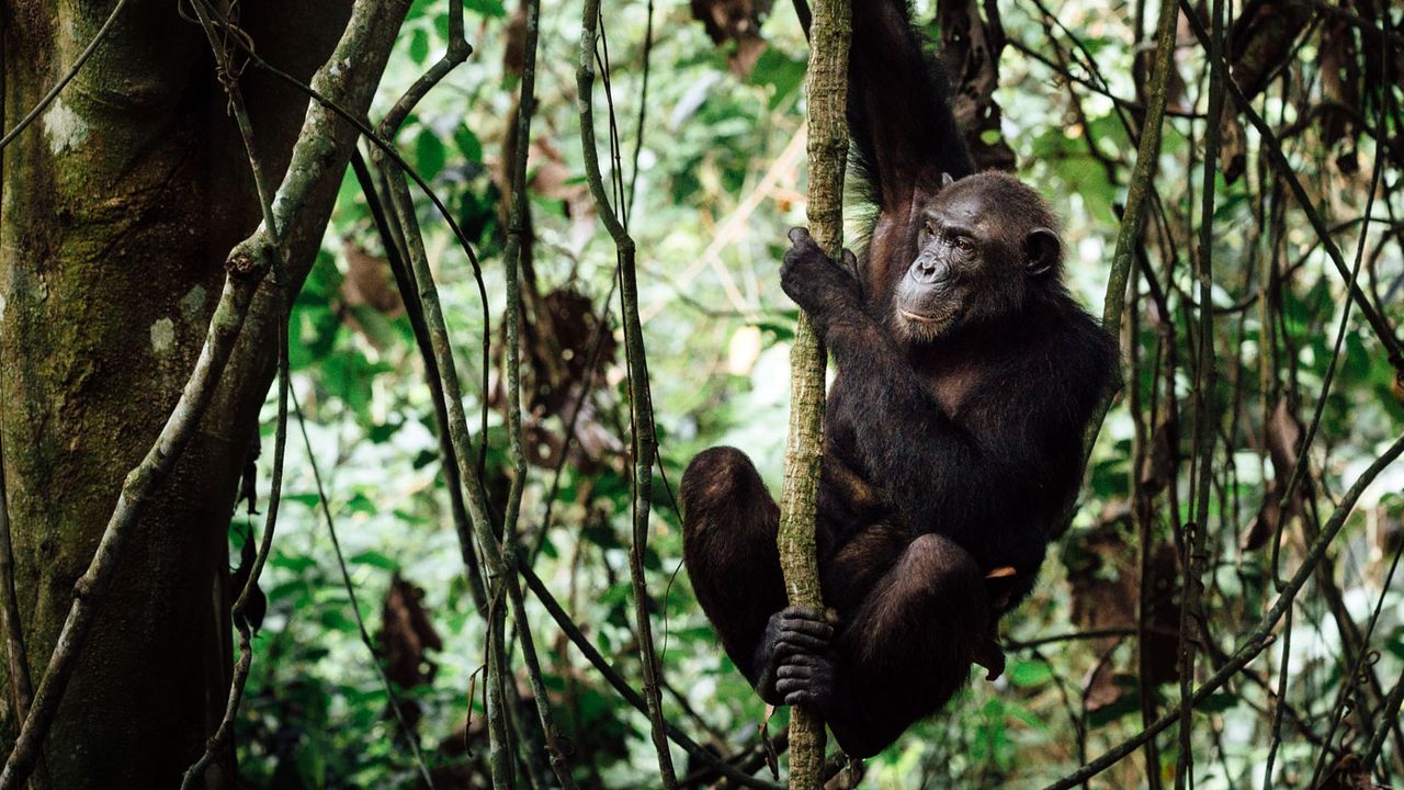 Chimpanzees at Mahale National Park, Tanzania