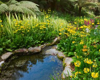 yellow candelabra primulas around wildlife pond