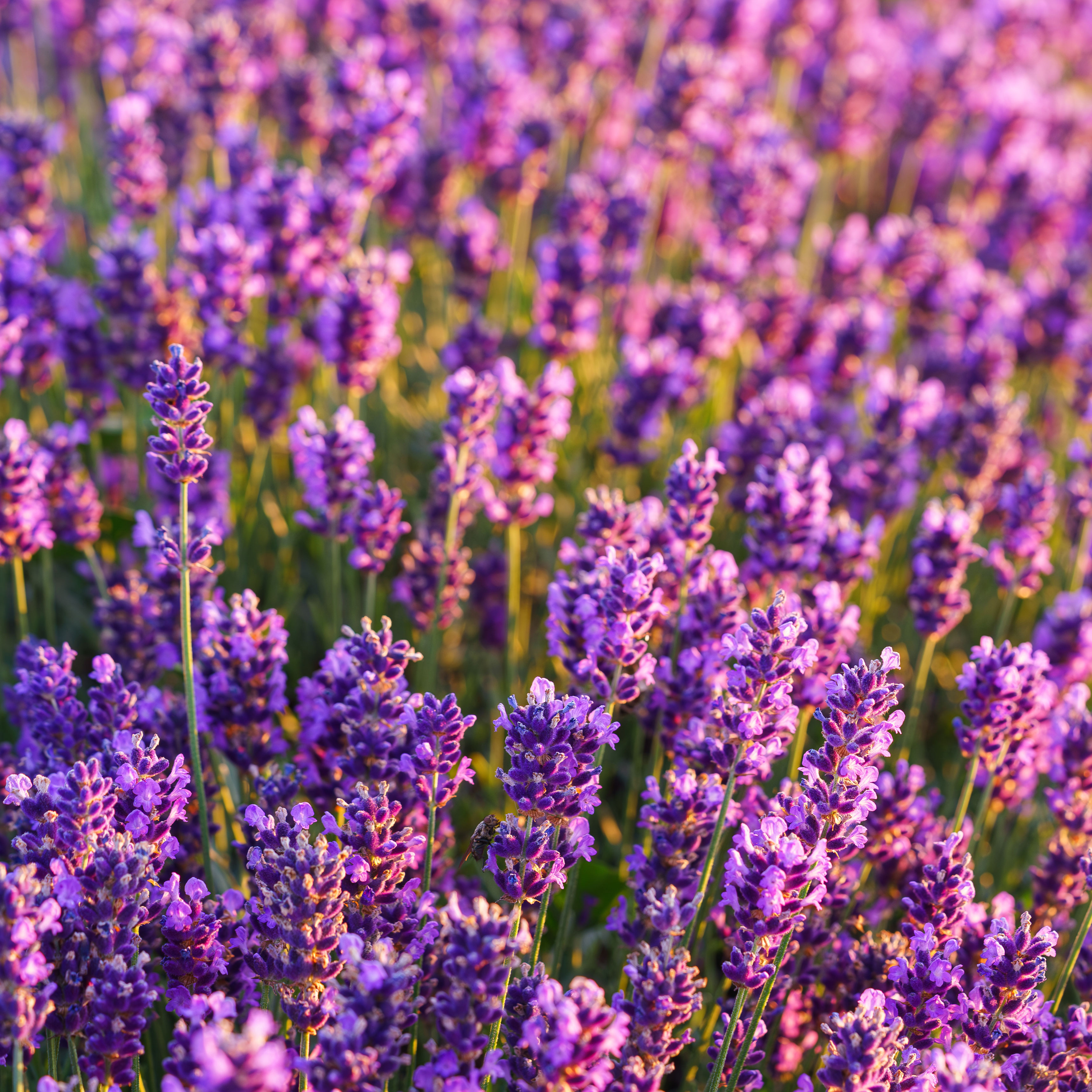 purple lavender flowers in garden with golden sunlight