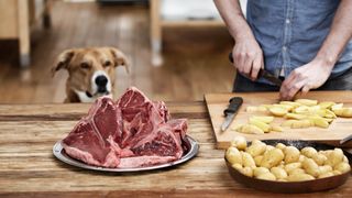 Dog watching man prep homemade dog food for sensitive stomachs