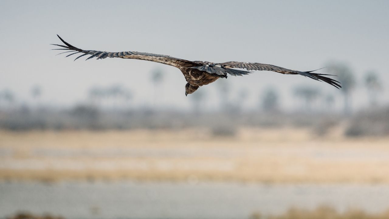 San Camp, Kalahari