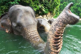 Sumatran forest elephants taking a bath.
