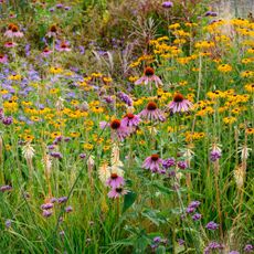 Native coneflowers, rudbeckia and asters in a cutting garden