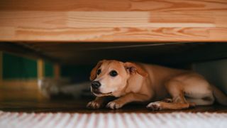 Dog hiding under table