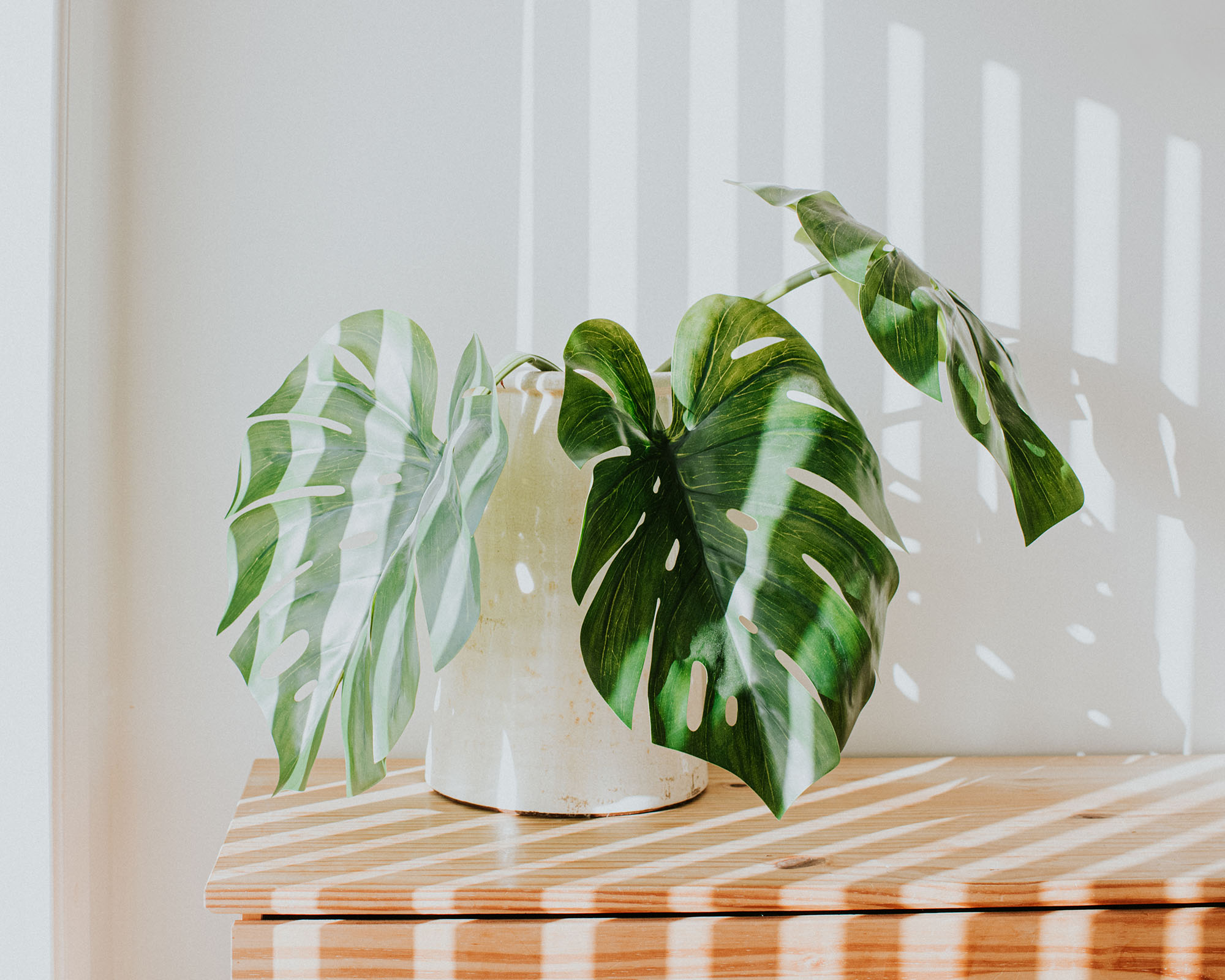 Rustic white planter with Monstera deliciosa swiss cheese plant, against a white wall with light streams illuminating the room