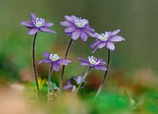 The wonder of hepaticas, such as Hepatica nobilis, is celebrated in a new book by master nurseryman John Massey.