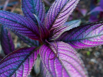 Purple Metallic Persian Shield Plant