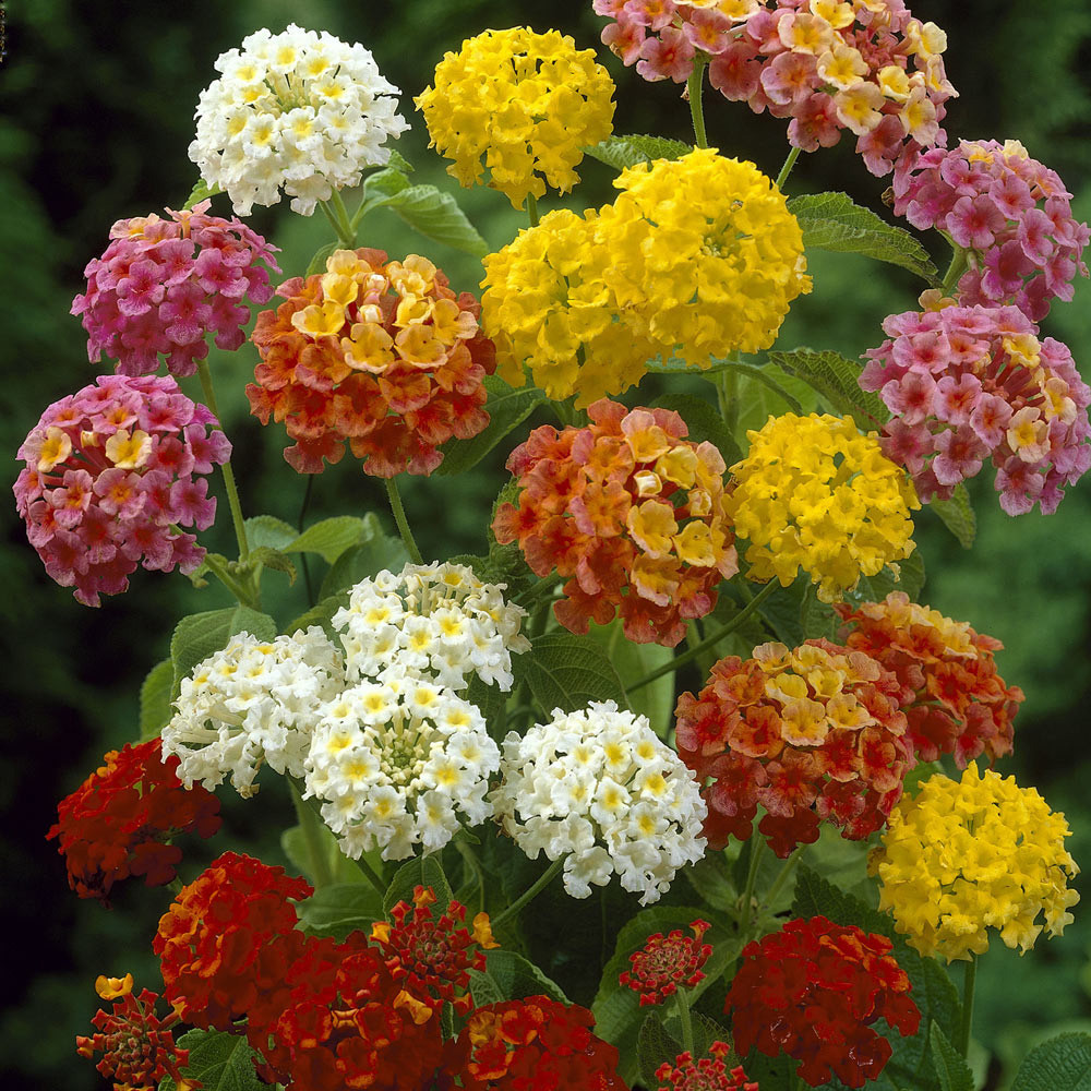 Lantana Mixed