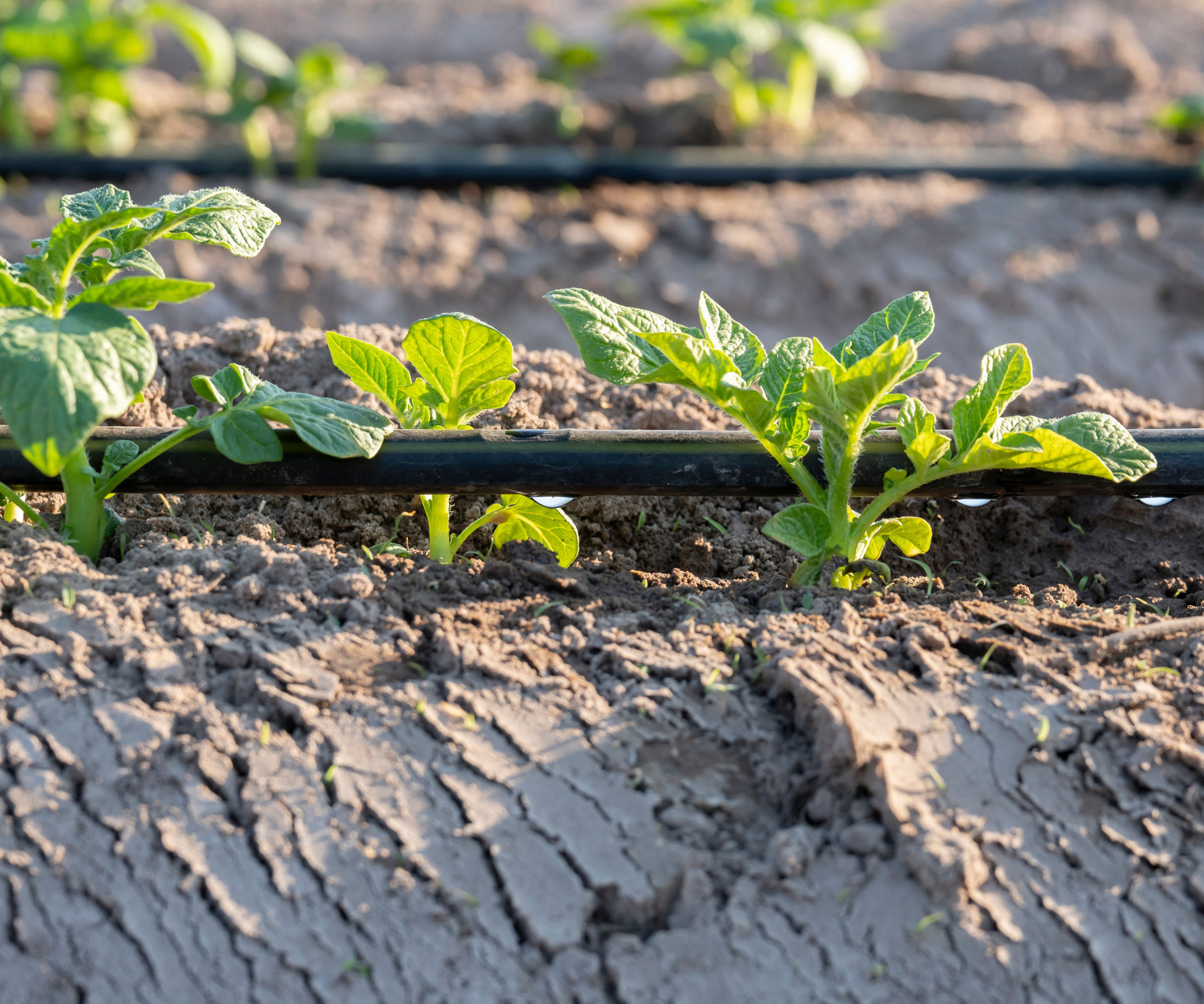 drip irrigation system in garden with seedlings