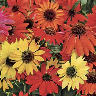 Cheyenne Spirit coneflower