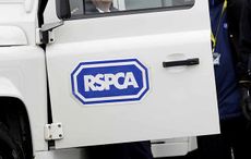 rspca panorama