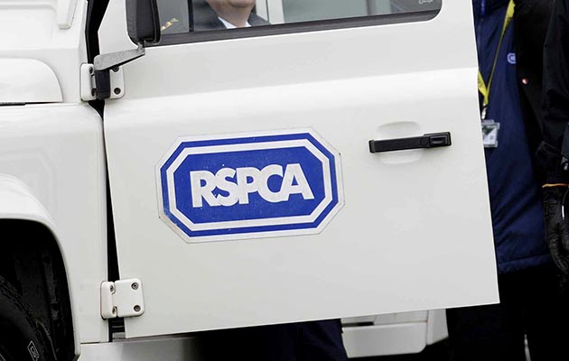 rspca panorama