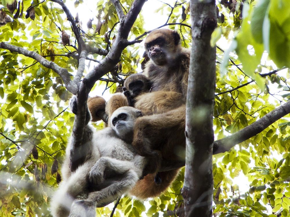 animals, monkey mating, muriqui monkey, peaceful monkey society, equal mating rights, dominance hierarchy monkey mating, matrilineal society, mother-run monkey society, mother-son bonding, 