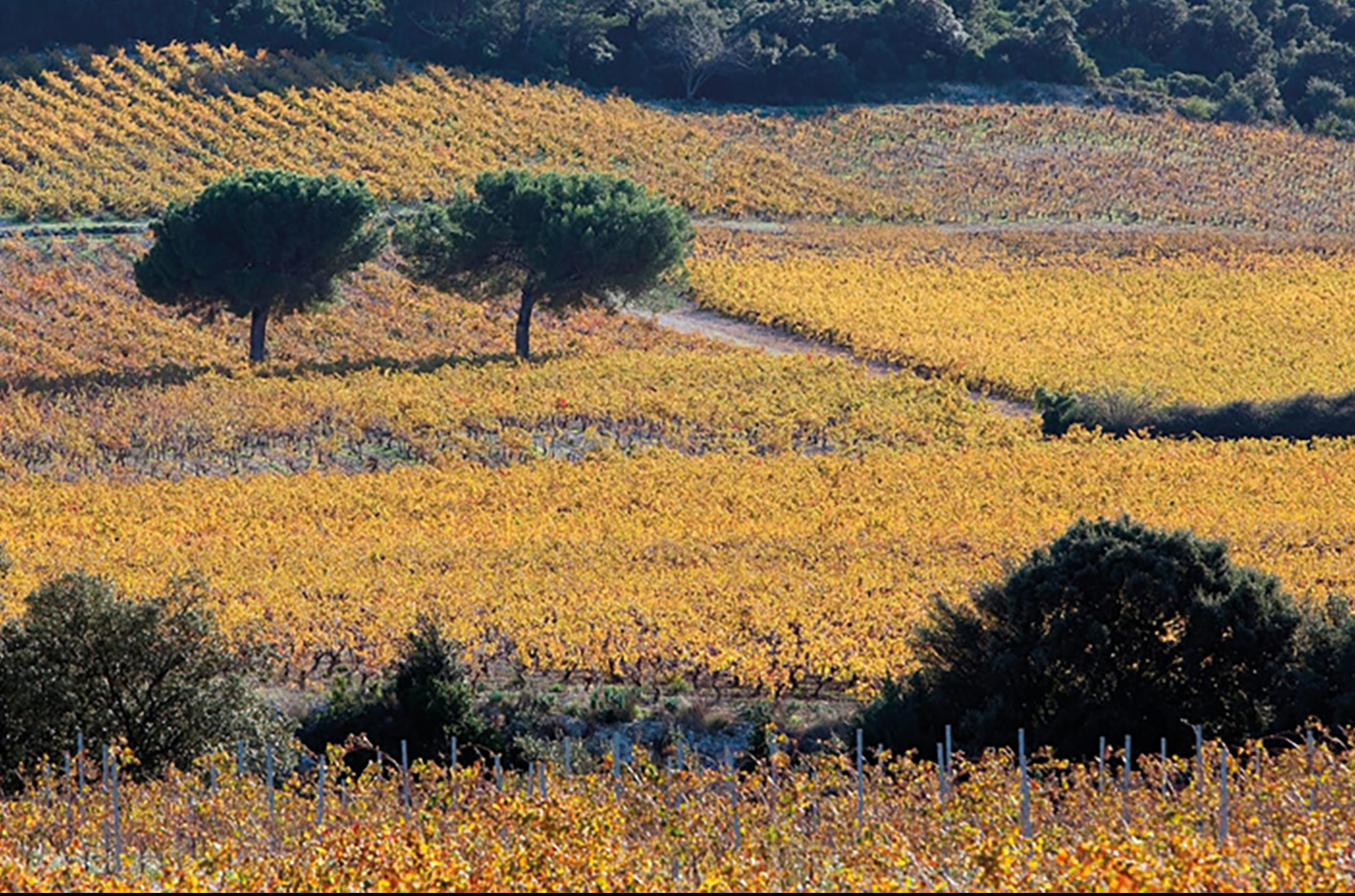 Lirac &amp;amp; Tavel 2022