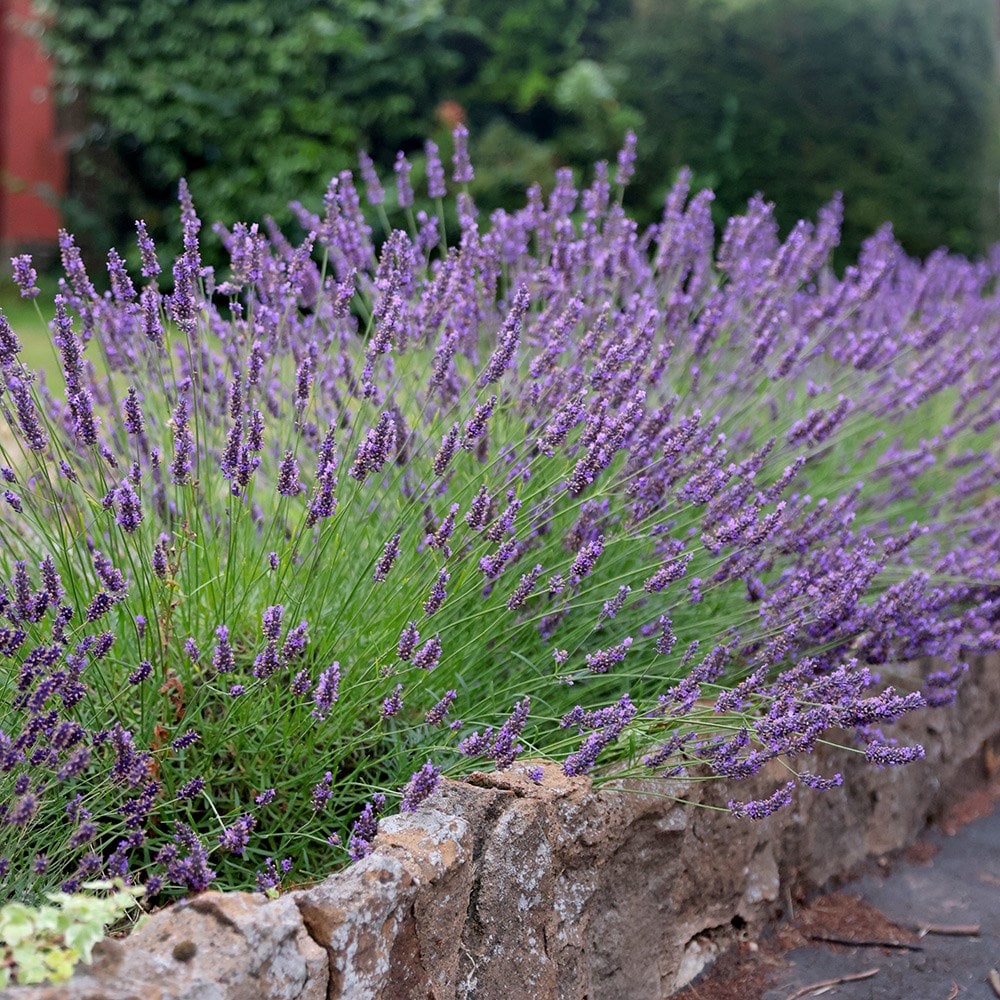 Lavandula &amp;times; Intermedia 'grosso'