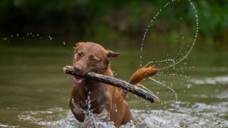 Dog plays with stick in water