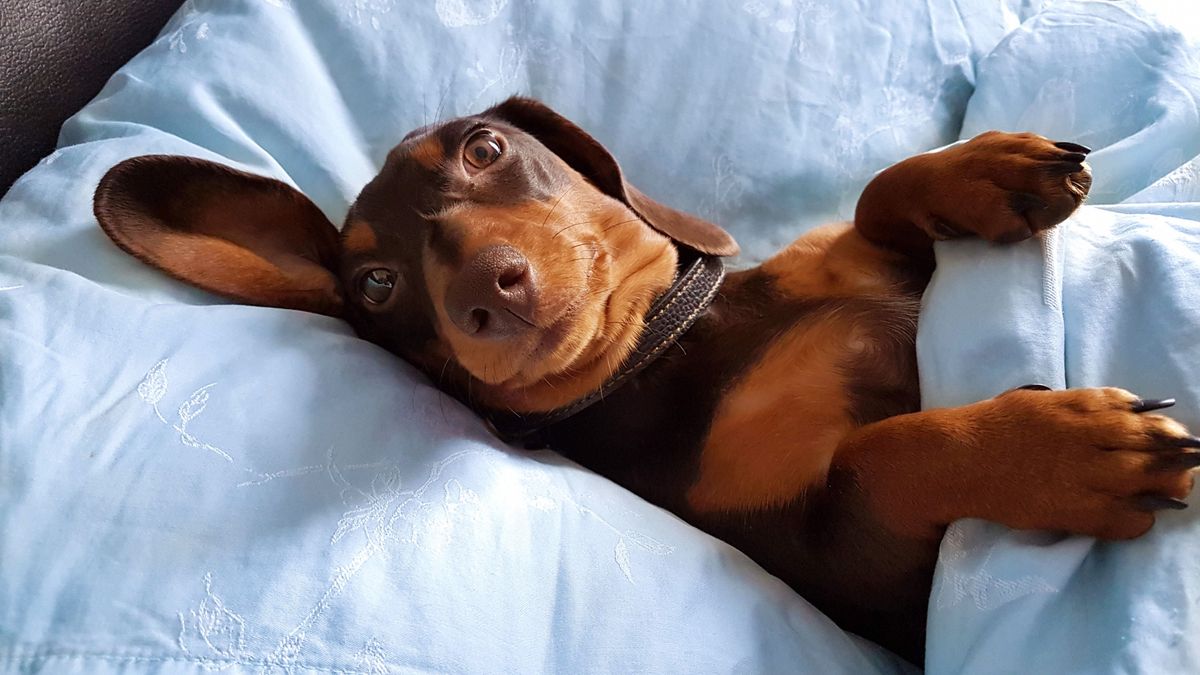 How to keep dogs off the couch and keep your furniture fresh PetsRadar