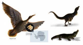 A magnified view of the dinosaur-age Vegavis iaai syrinx, which likely helped the bird honk and quack. Birds and crocodiles share a common ancestor, but their vocal organs are placed in different parts of their bodies.