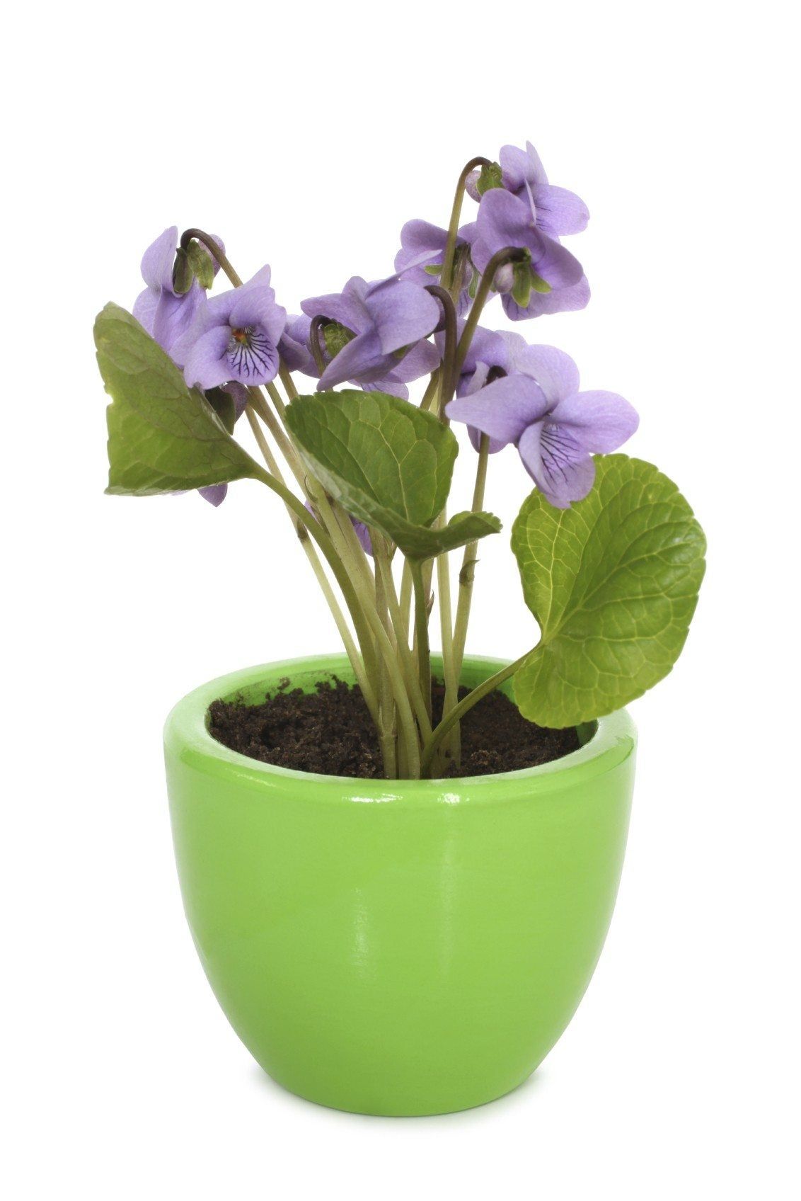 Caring For Violets Indoors Tips On Growing Violets Indoors