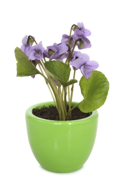 Potted Violet Plant In Green Pot