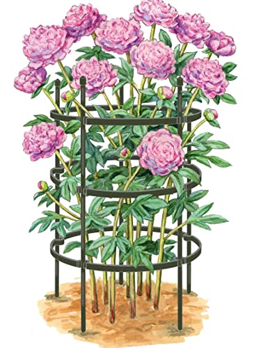 Gardener's Supply Company Titan Peony Plant Support Stakes | Made With Durable Metal Core and Polyethylene Frame for Upright Flower Protection- Set of 2